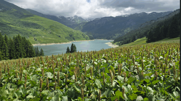 Read more about the article חופשת רכיבה (כביש) מושלמת ב Annecy, צרפת – כל מה שרציתם לדעת (כתבה #4 בסדרה).